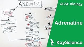 How Adrenaline Makes You Stronger amp Faster  GCSE Biology  kaysciencecom [upl. by Gildas]