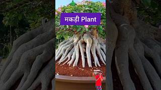 Build Spider Roots of the Plant  Gardening  Bonsai Tree [upl. by Melli]