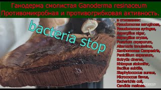 Ганодерма смолистая Ganoderma resinaceum Противомикробная и противогрибковая активность [upl. by Ylrehc702]