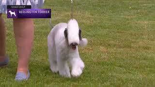 Bedlington Terriers  Breed Judging 2021 [upl. by Zela]