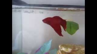 How to teach your Betta 4 different tricks [upl. by Nerwal454]