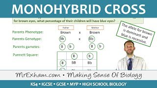 Monohybrid Cross Examples  GCSE Biology 91 [upl. by Llaccm]