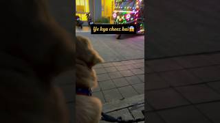 quotChalo Walky Walky Timequot 🕰️ youtubeshorts shorts goldenretriever viral trending dog cute [upl. by Cybil]