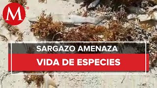 Reportan muerte de peces en Playa Mahahual a causa del sargazo [upl. by Lindy881]