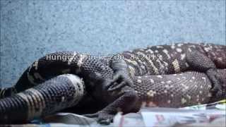 Beaded Lizard Breeding [upl. by Della]