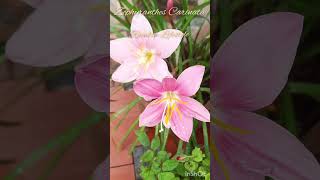 Zephyranthes Carinata Rosepink zephyr Lily or Pink Rain Lily [upl. by Baggs146]