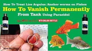 How to remove Fish lice flukes Anchor worm  HOW To Vanish permanently [upl. by Orest]