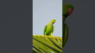 Rose ringed parakeet is flying Please subscribe 🙏🏻 [upl. by Ikkin]