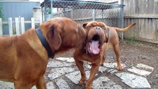 DOGUE DE BORDEAUX  Ruff amp Tumble in the Dogues Yard [upl. by Enyt]