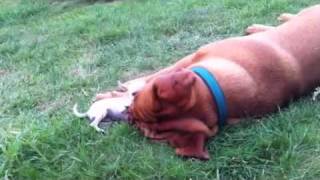 Dogue de Bordeaux et son pote le chihuahua [upl. by Hsu]