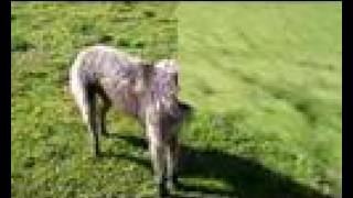 Deerhound running around HD [upl. by Stavro]