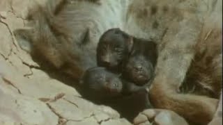 Incredible Births in the Wild  Attenborough Trials of Life  BBC Earth [upl. by Hgielsel]