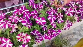 🌺Petunia Plant पर पत्ते से ज्यादा Flower पाने को बस करना है ये काम [upl. by Aneeres]