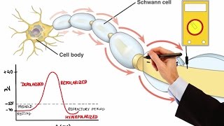 NEURON ACTION POTENTIAL MADE EASY [upl. by Kath398]