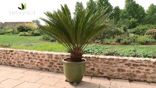 Cycas du Japon  plantation et entretien  Truffaut [upl. by Selohcin]