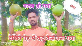 लौकी🍐 अब पेड़ 🌳पर भी उगता है😎High Tecnic Farmingदेखिए पूरा वीडियो।। [upl. by Romy]