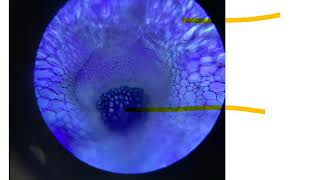 Lesson 2 PAG2 Dissection of plant vascular tissue [upl. by Acinemod]