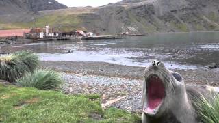 Screaming seal [upl. by Henghold]