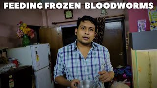 How to Feed Frozen Blood Worms  Beginners Guide To Frozen Fish Food 🐟🐟 [upl. by Ayekin]