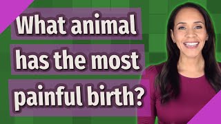 What animal has the most painful birth [upl. by Alfreda621]