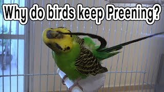 Why do Budgies keep Preening [upl. by Teodor]