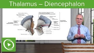 Thalamus – Diencephalon  Lecturio [upl. by Lapointe]