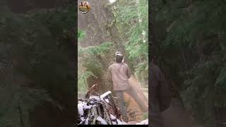 SHOCKING moment Ancient tree falls You wont believe what happens woodworking wood amazing [upl. by Nomelif]