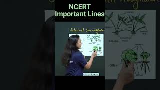 Subaerial Modifications Of Stem  Stolon Sucker Runner Offset  NCERT Important Lines  neet2025 [upl. by Haland]