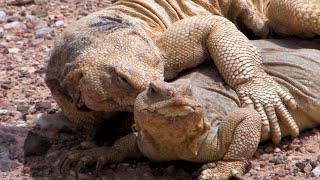 Giant Egyptian spinytailed lizards חרדוני צב ענקיים בחיזור ضب مصري Uromastyx aegyptia エジプトトゲオアガマ [upl. by Amliw524]