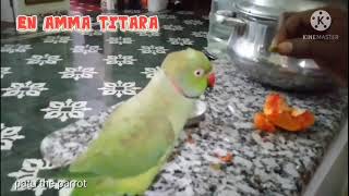 Pattu the cute parrot speak with angry in tamil [upl. by Rivera]