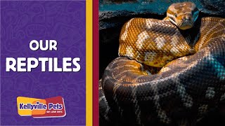 Our Reptiles  The Kellyville Pets Difference [upl. by Yblok]