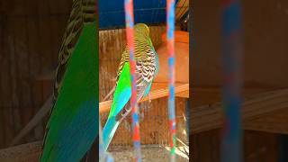 Colourfull Budgies Parrot 💖❤️😍 [upl. by Bowes375]