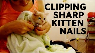 Clipping tiny kitten nails  how to cut kitten nails on a 6week old kitten at home [upl. by Noevart]