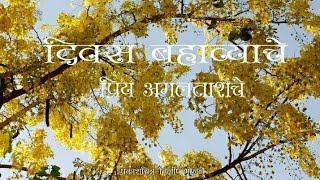 Cassia fistula golden shower l Dilip Bhojane बहाव [upl. by Gibeon492]