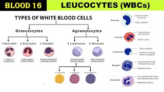 Blood 16  White blood cells  Leucocytes  Granulocytes  Agranulocytes  TLC  DLC  Types of WBCs [upl. by Concoff]