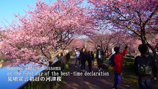 Kawazu Cherry Blossom Festival 2024 the first day of the besttime declaration [upl. by Lleroj]