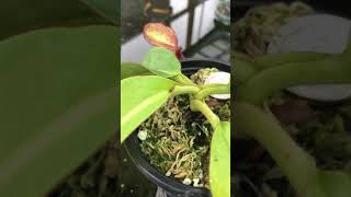 Nepenthes rajah x veitchii BE3730 [upl. by Eatnuahs295]