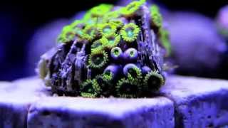 Zoanthids Opening [upl. by Bronwyn]