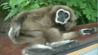 Wrocław Zoo Poland Lar gibbon  Gibon białoręki [upl. by Giles]