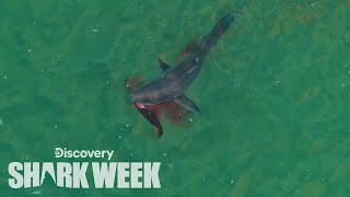 Drone Spots Shark Hunting Seal  Shark Week [upl. by Raimondo]