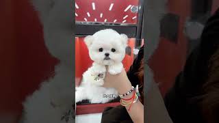 The cute little Bichon Frize has settled in Shanghai Mom’s early Christmas gift for her children [upl. by Ettenal636]