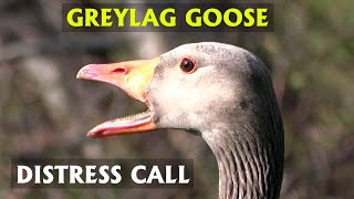 Female Greylag Goose Distress Call Mate flies in to help PART 8 [upl. by Ahsotal]