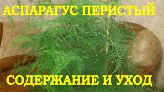 Аспарагус перистый содержание и уход [upl. by Nodle]