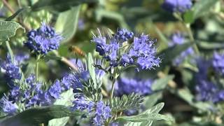 Caryopteris clandonensis Heavenly Blue [upl. by Orsay]