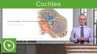 Cochlea – Anatomy of the Auditory System and Vestibular System  Lecturio [upl. by Pete934]