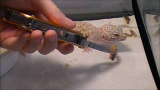 Leopard Gecko Feeding [upl. by Nihs]