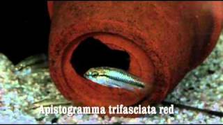 Apistogramma trifasciata red [upl. by Mloclam]