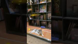 Cats in bookstore zagreb croatia europeancapital croatiatourism update visitcroatia [upl. by Ireg838]