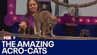 The Amazing AcroCats bring their talents to Minneapolis [upl. by Foss]