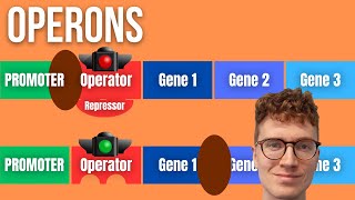 Operons and Gene Regulation Explained For Beginners [upl. by Dawson]